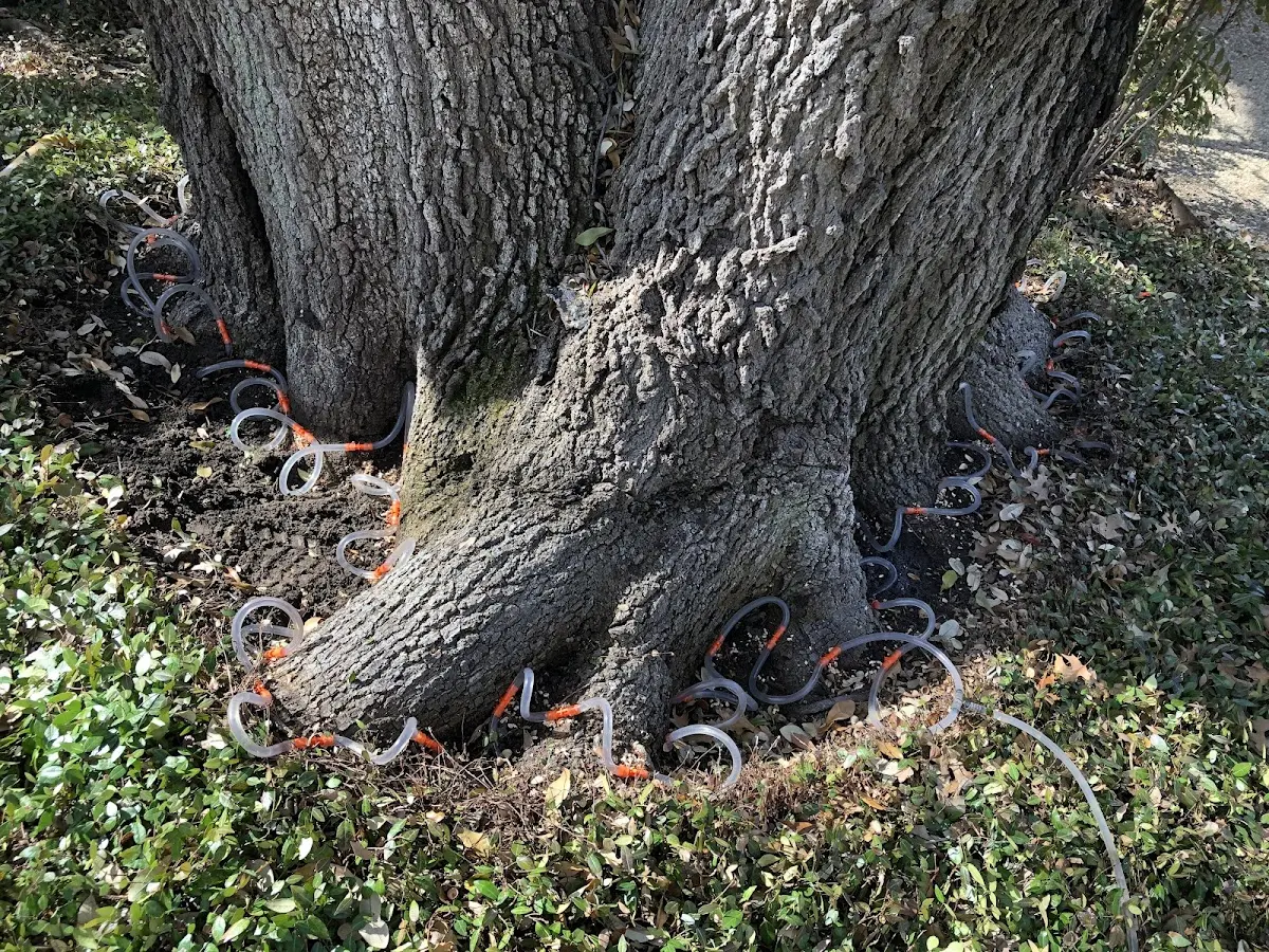 Detailed Tree Cabling and Bracing job site in Buttonwillow