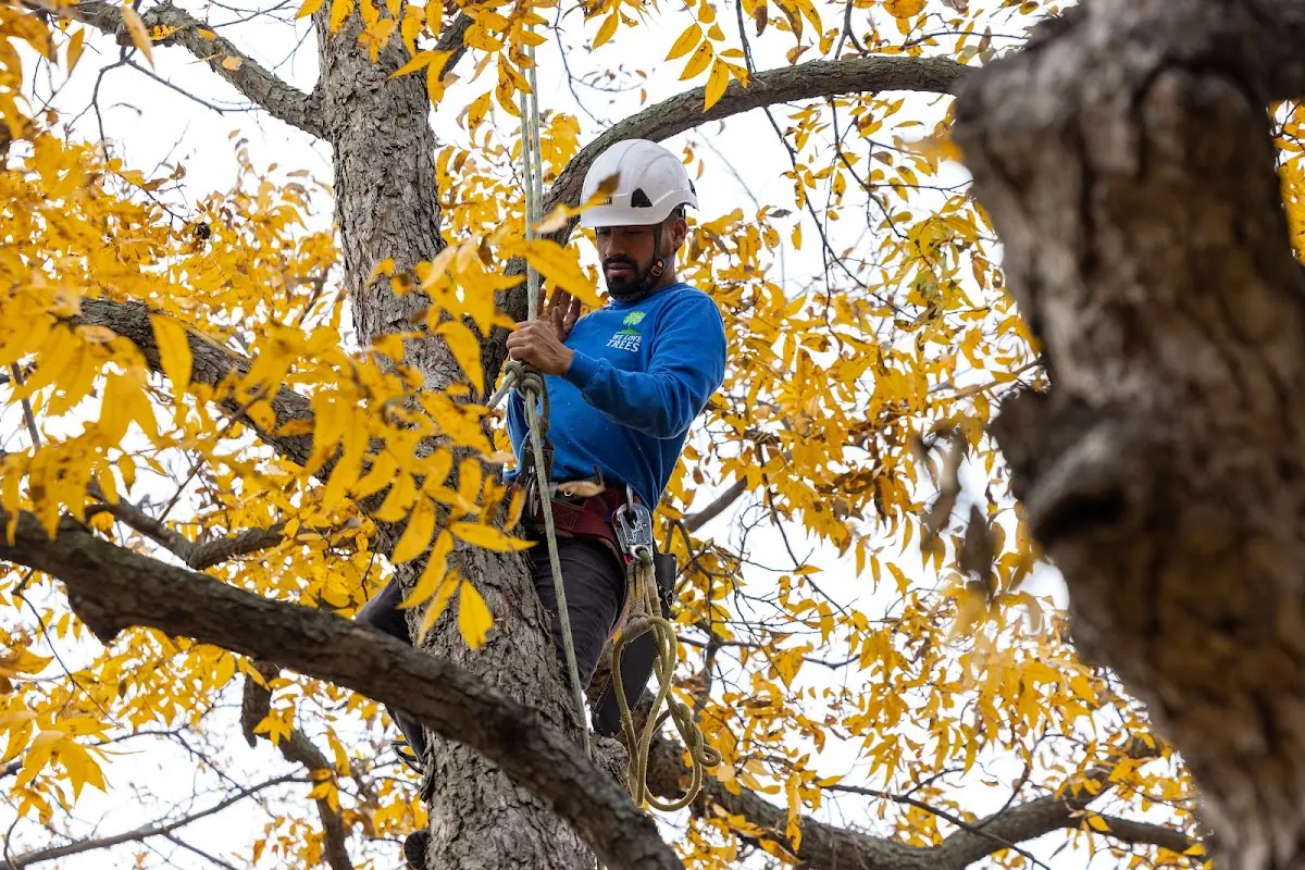 Skilled Tree Pruning crew working in Buttonwillow