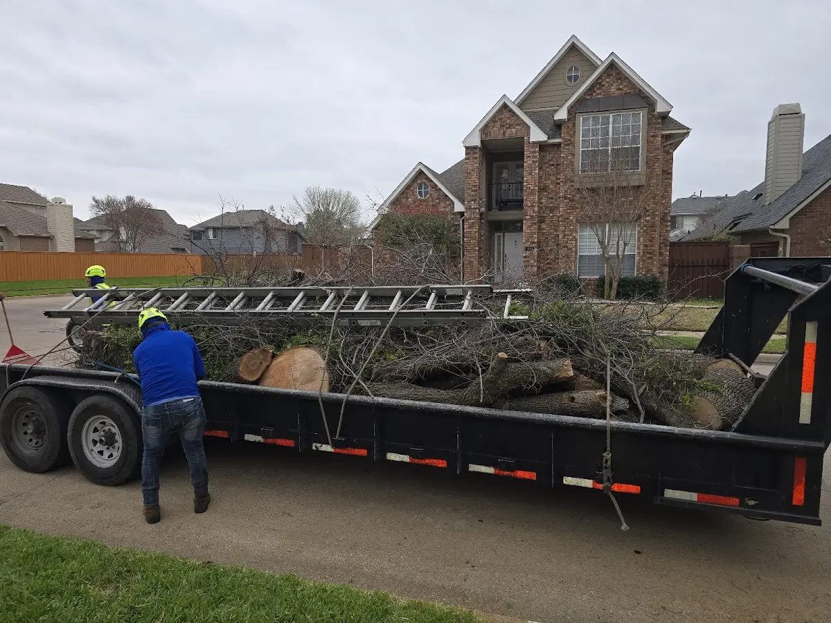 Expert Tree Pest Control with proper safety equipment in Buttonwillow